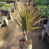 Dracaena marginata Bicolor Cane | Dracaena Bicolor Cane | Dracaena marginata | Dracaena Bicolor Cane | Corn Plant | 4in pot