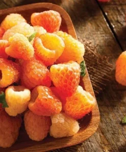 Fallgold Raspberry Plant - 4-6 Inch Live Yellow Raspberry Bush - Everbearing