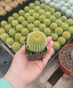 Golden Ball Cactus | Parodia leninghausii | Yellow Tower cactus | Golden Ball | Lemon Ball | 2in pot