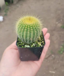 Golden Ball Cactus | Parodia leninghausii | Yellow Tower cactus | Golden Ball | Lemon Ball | 2in pot