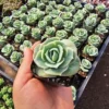 Graptoveria Lovely Rose | 2in pot | 4in pot