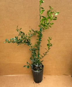 Green Finger Lime Tree Grafted Citrus Plant 2 Feet Tall with Pot and Soil