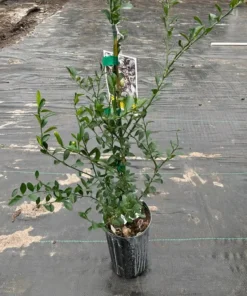 Green Finger Lime Tree Grafted Citrus Plant 2 Feet Tall with Pot and Soil