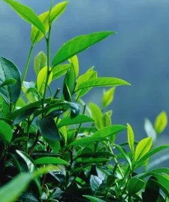 Green Tea Plant Camellia Sinensis 4-6in Live Shrub, Evergreen, Garden or Potting