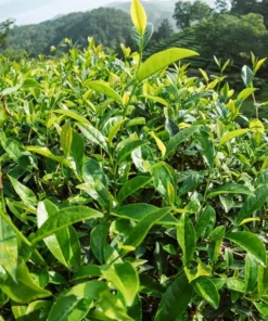 Green Tea Plant Camellia Sinensis 4-6in Live Shrub, Evergreen, Garden or Potting