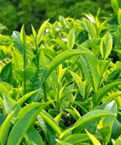 Green Tea Plant Camellia Sinensis 4-6in Live Shrub, Evergreen, Garden or Potting