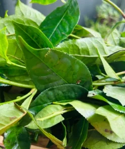 Green Tea Plant Camellia Sinensis 4-6in Live Shrub, Evergreen, Garden or Potting