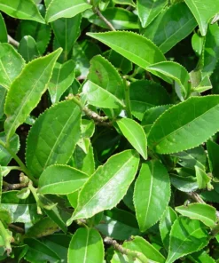 Green Tea Plant Camellia Sinensis 4-6in Live Shrub, Evergreen, Garden or Potting