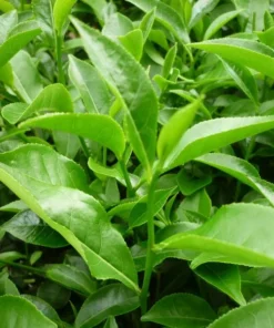 Green Tea Plant Camellia Sinensis 4-6in Live Shrub, Evergreen, Garden or Potting