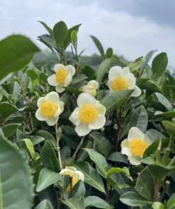 Green Tea Plant Camellia Sinensis 4-6in Live Shrub, Evergreen, Garden or Potting