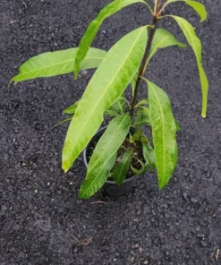 Haden Mango Tree 2 Ft - Live Tropical Fruit Tree for Gardens and Backyards