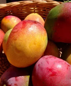 Haden Mango Tree 2 Ft - Live Tropical Fruit Tree for Gardens and Backyards