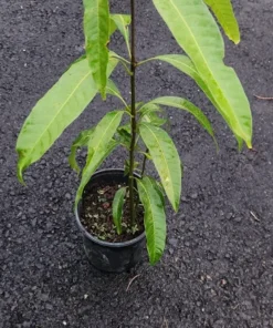Haden Mango Tree 2 Ft - Live Tropical Fruit Tree for Gardens and Backyards