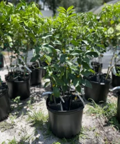 Harvey Lemon Tree Grafted 2- 3 Feet Tall in Pot with Soil Free Shipping