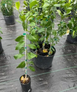 Harvey Lemon Tree Grafted 2- 3 Feet Tall in Pot with Soil Free Shipping