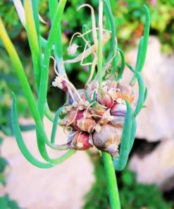 Heirloom Walking Onion Bulbs for Planting Outdoors – 10 Easy-to-Grow Live Plants