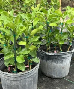 Hirado Pumelo Tree Grafted Citrus Plant 1-2 Feet Tall with Pot and Soil