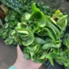 Hoya Hindu Rope Plant Hoya Carnosa Compacta 4 Inch Pot | Green Indoor Trailing Plant