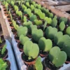 Hoya Kerii Hearts 2in pot