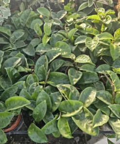 Hoya Krinkle | Ripple Hoya | Crinkle Hoya | Hoya Carnosa | Multiple Sizes | 2in pot | 4in pot