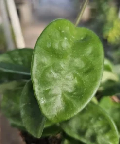 Hoya Krinkle | Ripple Hoya | Crinkle Hoya | Hoya Carnosa | Multiple Sizes | 2in pot | 4in pot