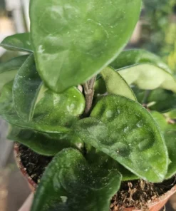 Hoya Krinkle | Ripple Hoya | Crinkle Hoya | Hoya Carnosa | Multiple Sizes | 2in pot | 4in pot