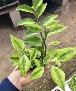 Jacob's Ladder Pedilanthus | Pedilanthus Tithymaloides | Devi's Backbone | 3in pot
