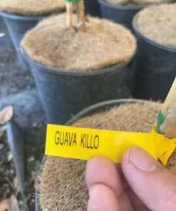 Kilo White Guava Tree 2- 3 Feet Tall in 3-Gallon Pot, Tropical Fruit