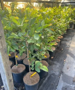 Kilo White Guava Tree 2- 3 Feet Tall in 3-Gallon Pot, Tropical Fruit