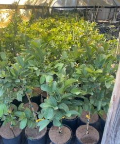 Kilo White Guava Tree 2- 3 Feet Tall in 3-Gallon Pot, Tropical Fruit