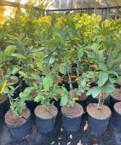 Kilo White Guava Tree 2- 3 Feet Tall in 3-Gallon Pot, Tropical Fruit