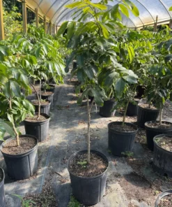 Kohala Longan Tree 2-3 Feet Tall Airlayered in 3-Gallon Pot with Free Shipping