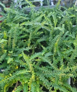 Lemon Button Fern Nephrolepis Cordifolia Duffii 4 Inch Pot | Compact Indoor Greenery
