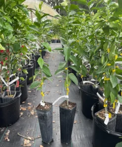 Lisbon Lemon Tree Grafted Citrus Plant 3 Feet Tall with Pot and Soil