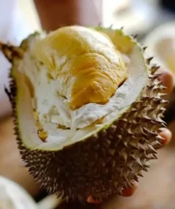 Live Durian Tree Durio zibethinus 18-24 Inches - Exotic Tropical Fruit Tree