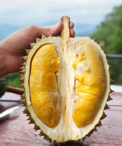 Live Durian Tree Durio zibethinus 18-24 Inches - Exotic Tropical Fruit Tree