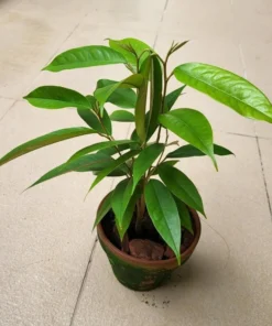 Live Durian Tree Durio zibethinus 18-24 Inches - Exotic Tropical Fruit Tree