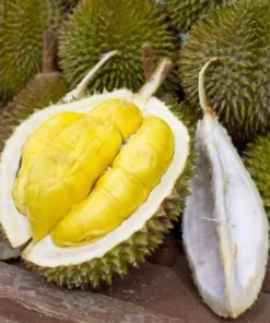 Live Durian Tree Durio zibethinus 18-24 Inches - Exotic Tropical Fruit Tree