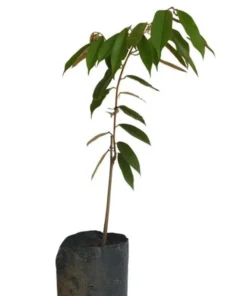 Live Durian Tree Durio zibethinus 18-24 Inches - Exotic Tropical Fruit Tree