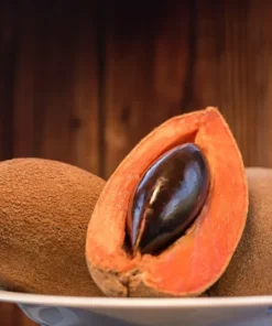 Live Mamey Sapote Tree Pouteria sapota 10 Inches to 1.5 ft Tropical Fruit
