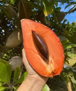 Live Mamey Sapote Tree Pouteria sapota 10 Inches to 1.5 ft Tropical Fruit
