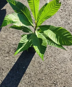 Live Mamey Sapote Tree Pouteria sapota 10 Inches to 1.5 ft Tropical Fruit