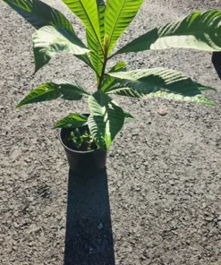 Live Mamey Sapote Tree Pouteria sapota 10 Inches to 1.5 ft Tropical Fruit