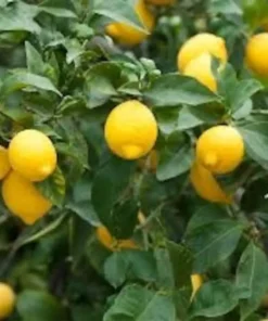 Meyers Lemon Grafted Tree 2-3 Feet Tall in Pot with Soil Free Shipping