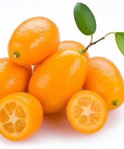 Nagami Kumquat Tree Grafted Citrus Plant 2-3 Feet Tall with Pot and Soil