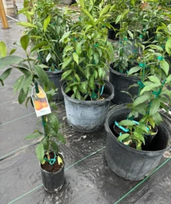Nagami Kumquat Tree Grafted Citrus Plant 2-3 Feet Tall with Pot and Soil