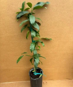 Nagami Kumquat Tree Grafted Citrus Plant 2-3 Feet Tall with Pot and Soil