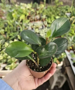 Peperomia clusiifolia Red Margin | Radiator Plant | Peperomia | 2in pot