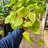 Philodendron Cordatum | 6in pot | Hederaceum | Lemon Lime | Neon cordatum | Lemon Lime foliage | vining house plant in 6in pot