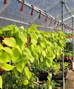 Philodendron Cordatum | 6in pot | Hederaceum | Lemon Lime | Neon cordatum | Lemon Lime foliage | vining house plant in 6in pot